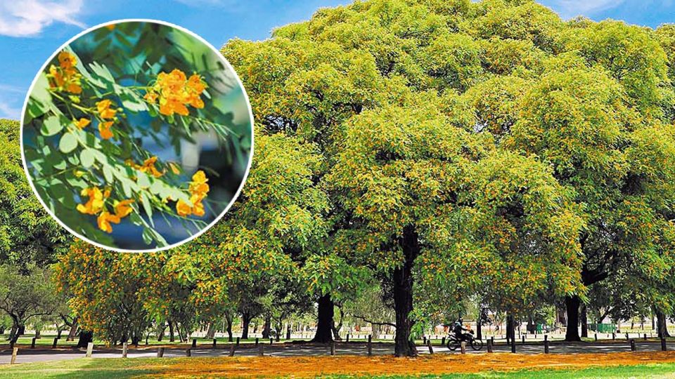 Urbano. Cerca de 15.000 tipas se encuentran plantadas en CABA.