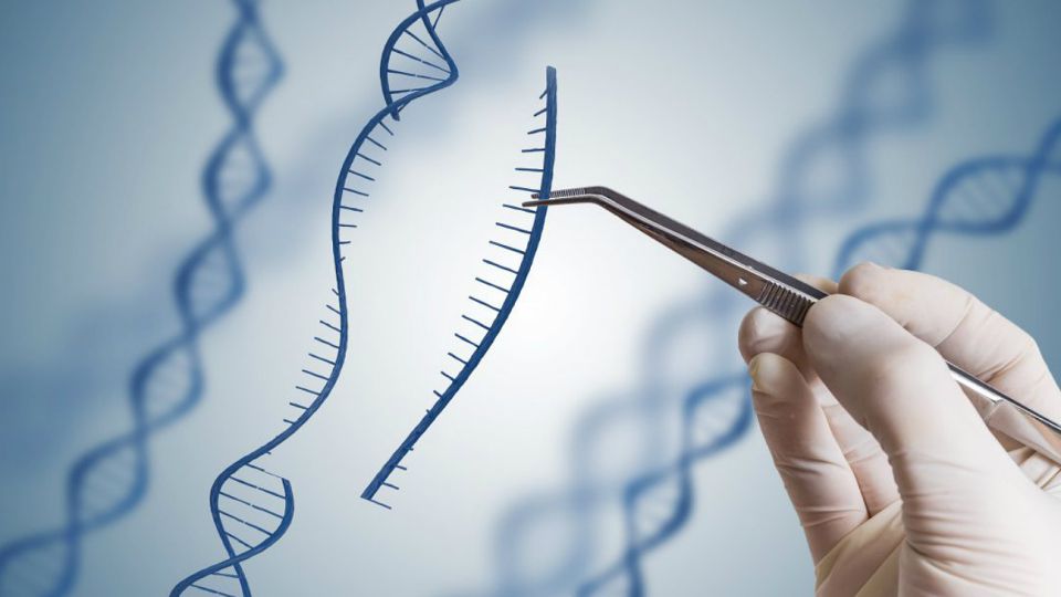 Método genético Crispr.