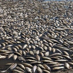 Las autoridades provinciales están abocadas a dar con el motivo de esta histórica mortandad de peces.