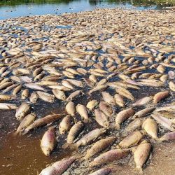 En los últimos días miles de peces aparecieron muertos en distintas zonas del río Salado.