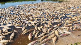 En los últimos días miles de peces aparecieron muertos en distintas zonas del río Salado.