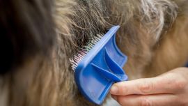 Cepillar regularmente el pelaje del perro disminuye la cantidad de pelo que el animal pierde en la casa. Foto: Frank Rumpenhorst/dpa