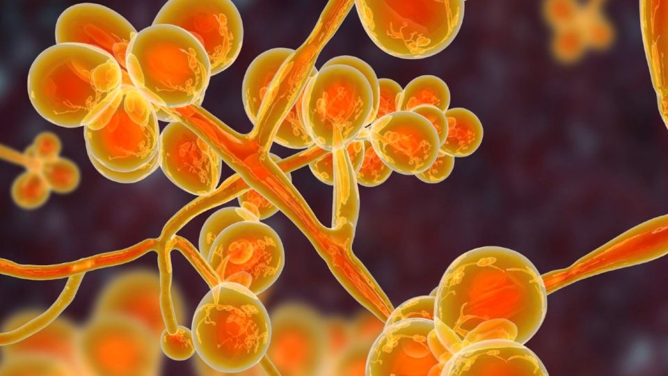 El hongo superresistente y mortal, Candida Auris