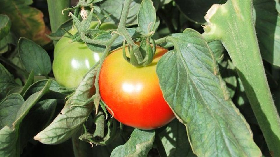 Cultivo de tomate platense.