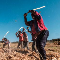 Los agricultores trillan el sorgo golpeando las panículas con palos en un campo cerca del pueblo de Ayasu Gebriel, cerca de Alamata. | Foto:Eduardo Soteras / AFP