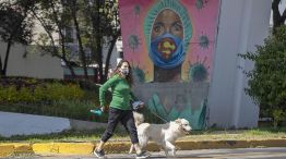 Perros en México con Coronavirus 20201211