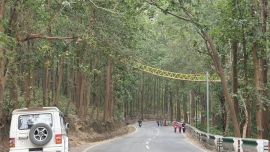 La construcción del original puente para los animales demandó apenas 10 días.