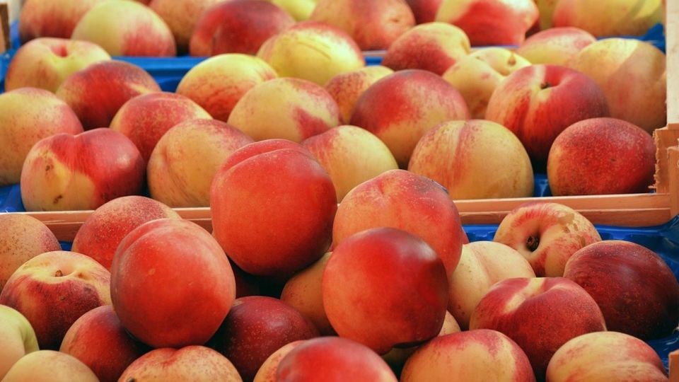 Mendoza es la principal productora de duraznos para enlatar.
