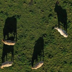 Esta fotografía aérea muestra vacas de raza de carne  | Foto:Damien Meyer / AFP