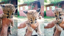 El pequeño puma macho sigue mostrando una gran recuperación.