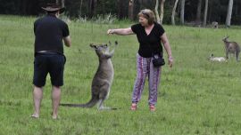 El estudio sugiere que los canguros pueden ser tan inteligentes como los perros a la hora de comunicarse con los humanos.