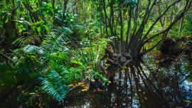 La vegetación tiene un rol clave en la lucha contra la crisis climática mundial.