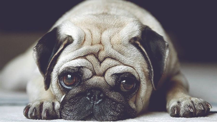 Lo ideal es ubicar a nuestros animales donde estén cómodos, con sus juguetes, comida, agua y algún sonido con el que estén familiarizados.