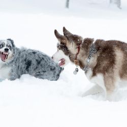 Los perros juegan entre sí en condiciones casi imperceptibles en el Boston Common en Boston, Massachusetts. Se espera más de un pie de nieve en el área del Gran Boston, ya que la Tormenta Invernal Gail trae nieve, lluvia, aguanieve y fuertes vientos hacia arriba y hacia abajo de la costa este. | Foto:Scott Eisen / Getty Images / AFP