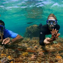 Esta foto muestra a los buceadores nadando a través del coral en la Costa de Coral de Fiji. - El cierre del sector turístico de Fiji inducido por el coronavirus no es la única crisis, sino que el cambio climático representa una amenaza a largo plazo para el medio marino de la región. | Foto:Victor Bonito / REEF EXPLORER FIJI / AFP