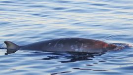 Los sorprendidos especialistas documentaron el inesperado hallazgo con videos, fotos y grabaciones acústicas.