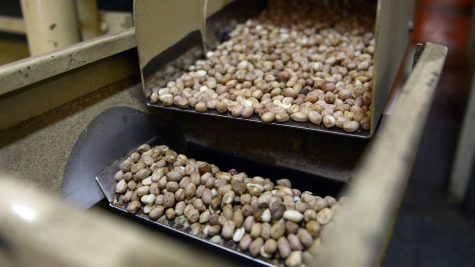 Argentina es uno de los principales exportadores de maní.