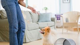 El entrenamiento aversivo y el castigo pueden tener serios efectos negativos en la salud y el comportamiento de los canes.