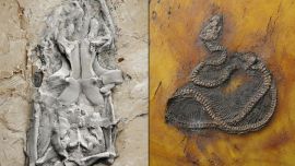 Se trata del mayor hallazgo de un fósil de esta clase de serpiente.