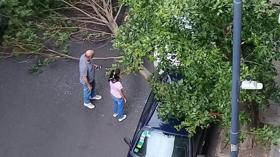 Más de 100 caídas de árboles en la Ciudad.