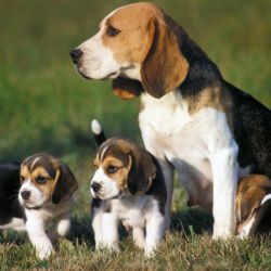 A pesar de su tamaño y de su contextura gruesa los perros Beagle son sumamente cariñosos y juguetones.