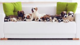 En el mundo existen 300 razas de perros.