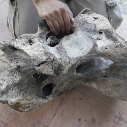 El fragmento hallado corresponde a la cadera de un perezoso gigante de unos 10.000 a 100.000 años de antiguedad.