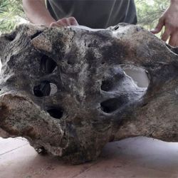 Los restos corresponderían a un resto fósil que vivió en la megafauna Cuaternaria. 