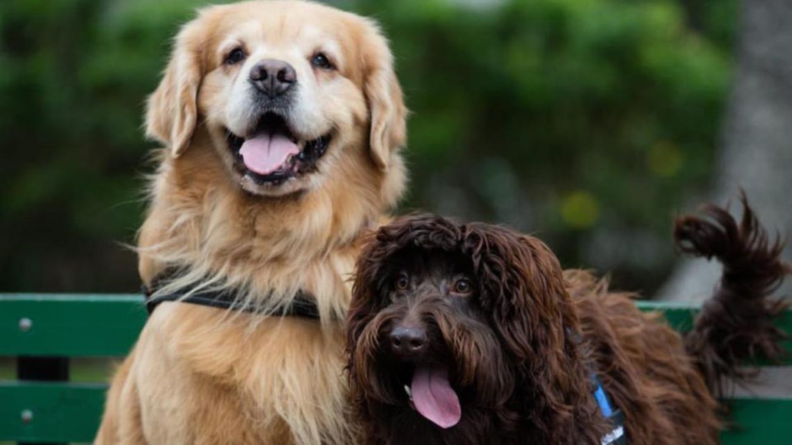 cuanto cuesta un certificado de salud para un cachorro