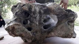 Histórico: mirá los restos del primer hallazgo de fósiles de un perezoso gigante en Santiago del Estero