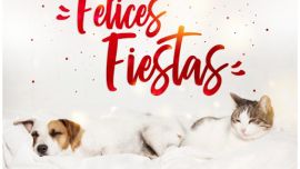 El ruido de la pirotecnia durante las fiestas puede causarles numerosos y graves efectos negativos a nuestras mascotas.