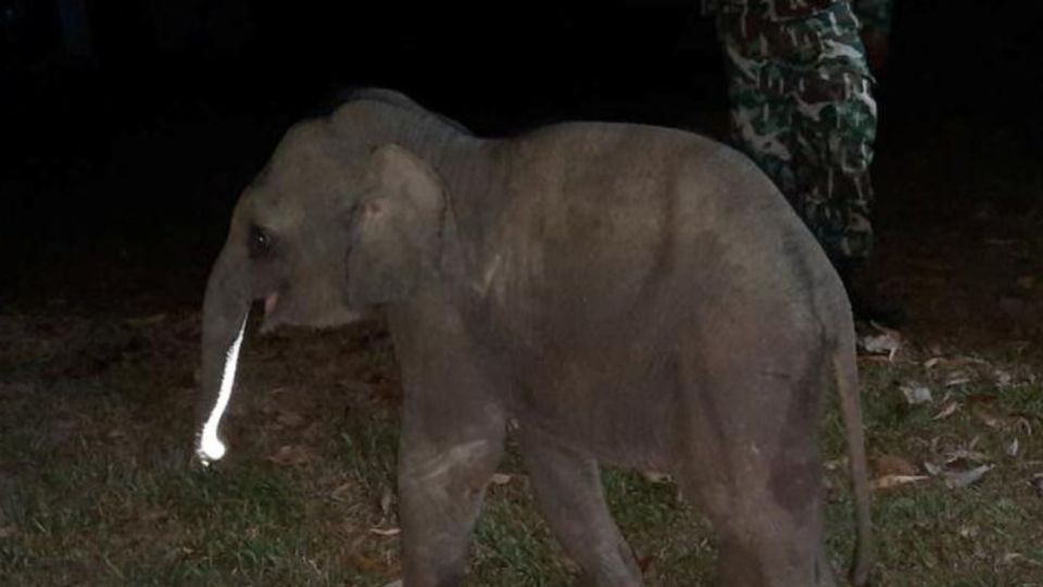 El elefante bebé de un mes de edad, víctima de un accidente automovilístico