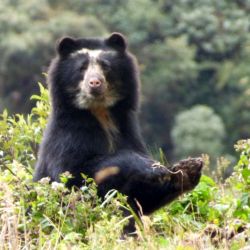 Debido a la cada vez mayor caza furtiva en Ecuador esta variedad de osos está en peligro de extinción.