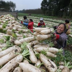 China, Meishan: los agricultores cosechan el rábano blanco. | Foto:Zhang Zhongping / SIPA Asia a través de ZUMA Wire / DPA