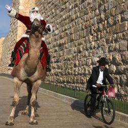 Issa Kassissieh, más conocido como el Papá Noel de Jerusalén monta un camello fuera de las murallas de la Ciudad Vieja de Jerusalén. | Foto:Menahem Kahana / AFP