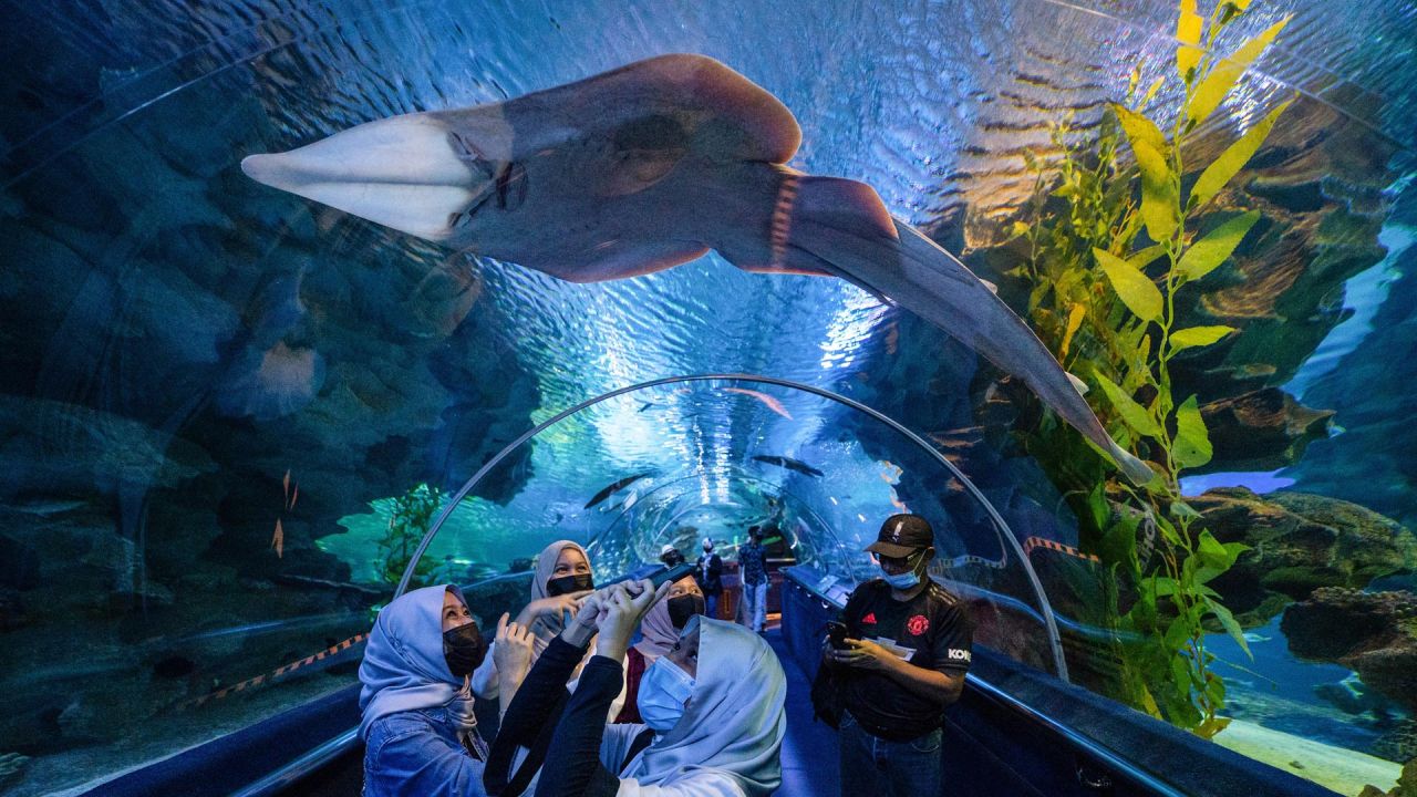 Los visitantes toman fotografías de la vida marina con sus teléfonos móviles en el Aquaria KLCC en Kuala Lumpur. | Foto:Mohd Rasfan / AFP