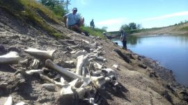 El hallazgo tuvo sobre la margen izquierda del río Arrecifes, a pocos kilómetros de la localidad sanpedrina de Doyle.