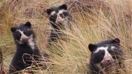 Se trata de un animal solitario que casi nunca se junta con las osas.
