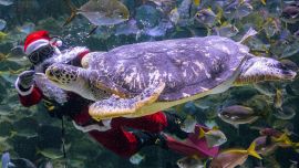 Un buzo vestido con un traje de Papá Noel, como parte de las celebraciones navideñas, alimenta a una tortuga dentro de un tanque en el Aquaria KLCC en Kuala Lumpur.