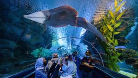 Los visitantes toman fotografías de la vida marina con sus teléfonos móviles en el Aquaria KLCC en Kuala Lumpur.