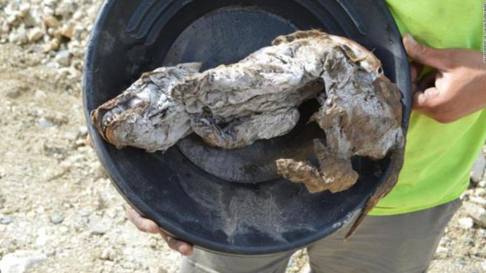 Un minero halló un cachorro de lobo perfectamente conservado.