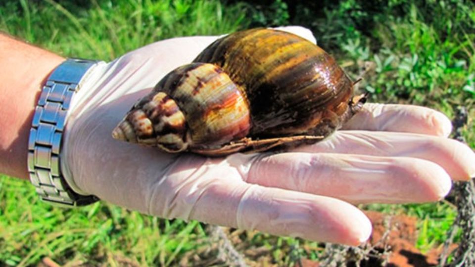 El caracol gigante africano se puede reproducir rápidamente y no tiene predatores naturales.