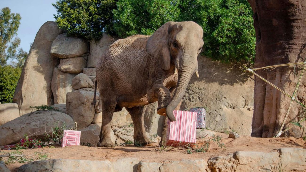 Los animales del zoo, que se ubica en Valencia, recibieron presentes el 23 de diciembre.