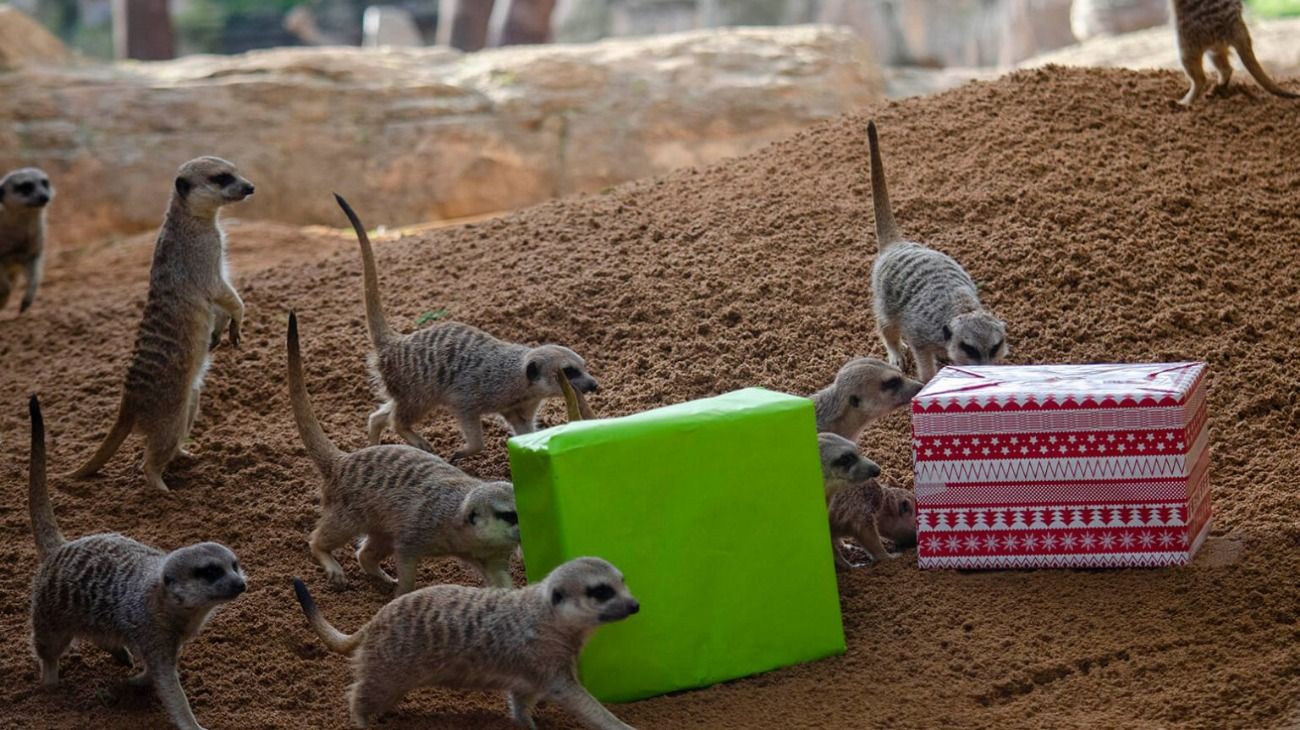 Los animales del zoo, que se ubica en Valencia, recibieron presentes el 23 de diciembre.