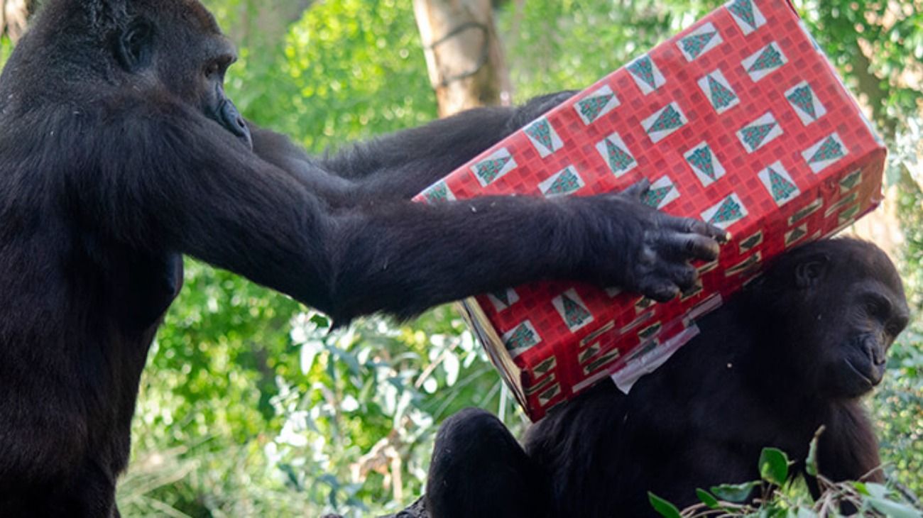 Los animales del zoo, que se ubica en Valencia, recibieron presentes el 23 de diciembre.