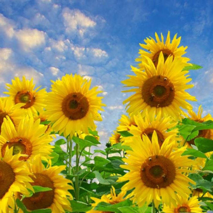 Weekend Clima En La Ciudad De Buenos Aires Sabado 26 De Diciembre