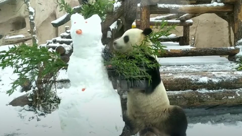 Oso Panda pelea contra un muñeco de nieve