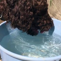 El agua debe servirse en un recipiente adecuado, que se adapte al tamaño y a las necesidades de tu mascota.