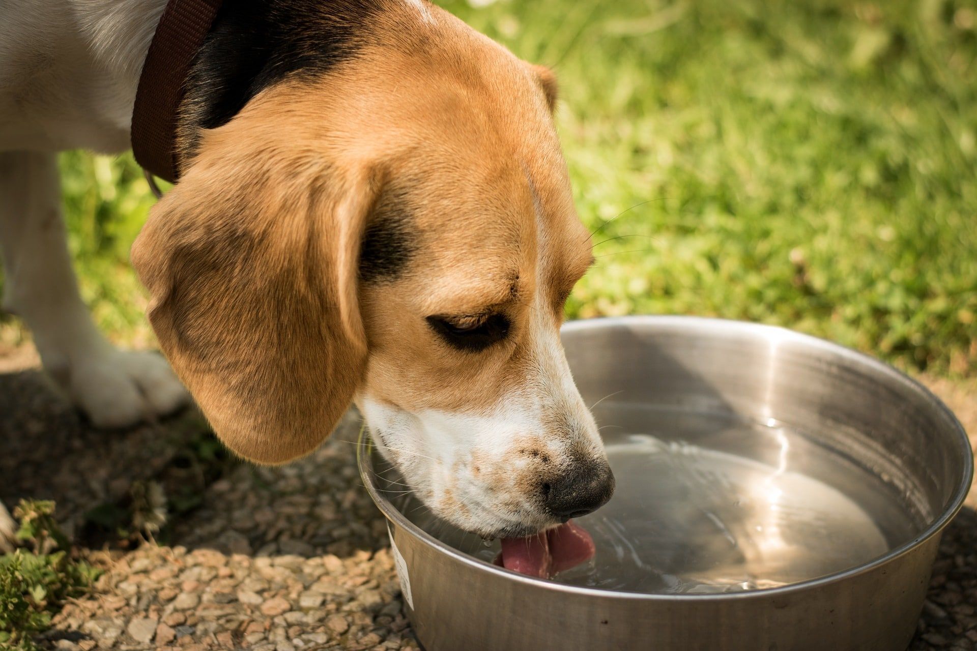 Mascotas: ¿qué cantidad de agua hay que darles a los perros en el verano?