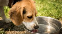 Mascotas: ¿qué cantidad de agua hay que darles a los perros en el verano?